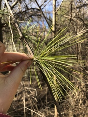 Pinus strobus