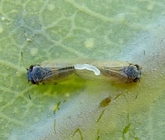 Ctenarytaina eucalypti
