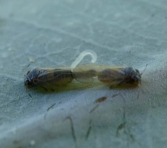 Ctenarytaina eucalypti