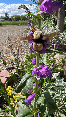 Nevada Bumble Bee