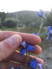 Delphinium parryi