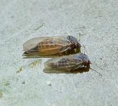 Ctenarytaina eucalypti