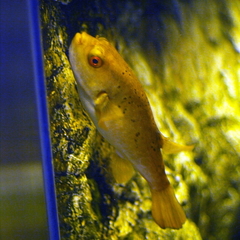 Red-Eyed Puffer photo 2