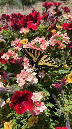 Western Tiger Swallowtail