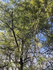 Pinus strobus