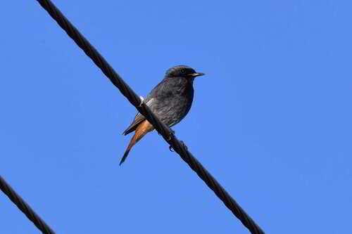 Black Redstart