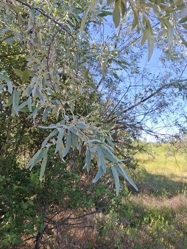 Russian olive