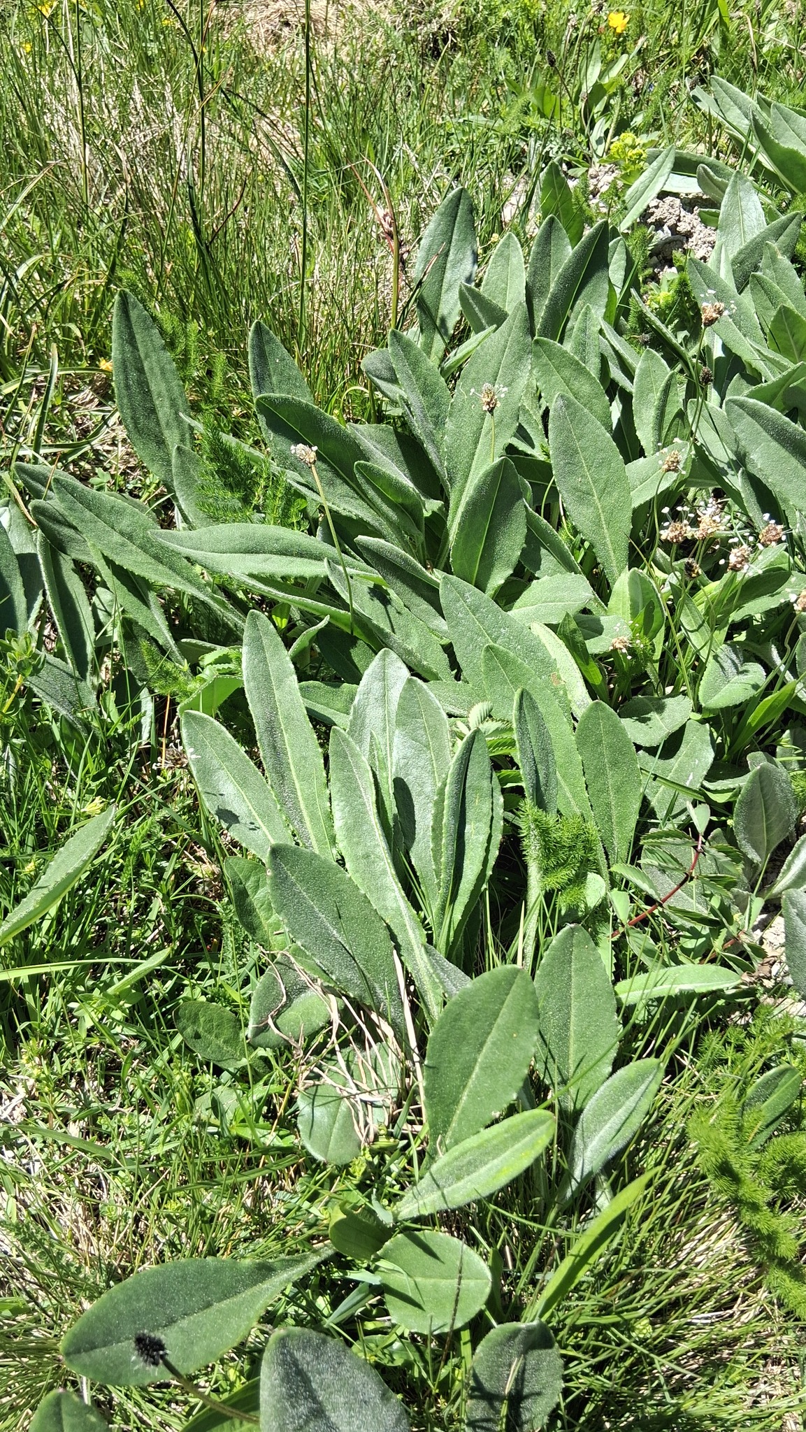 Senecio de los Pirineos