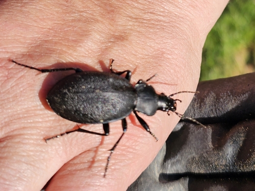 Leather Beetle