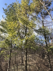 Pinus strobus
