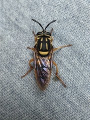 Sphecomyia vittata