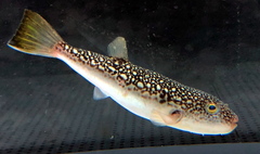 Shosai-Fugu photo 3
