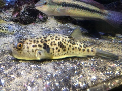 Panther Puffer photo 2