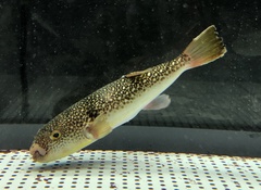 Shosai-Fugu photo 2