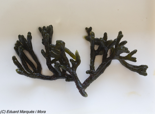 Codium vermilara observed 2026-06-13