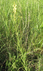 Linaria biebersteinii