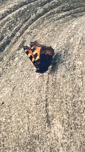 Small Tortoiseshell