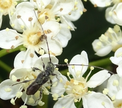 Molorchus bimaculatus