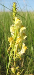 Linaria biebersteinii