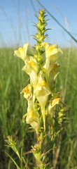 Linaria biebersteinii