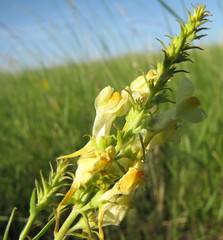 Linaria biebersteinii
