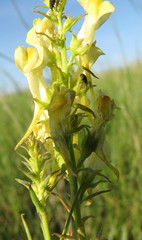 Linaria biebersteinii