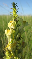 Linaria biebersteinii