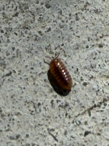 Common Pill Woodlouse
