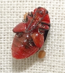 Kuschelina gibbitarsa