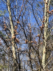 Acer saccharinum