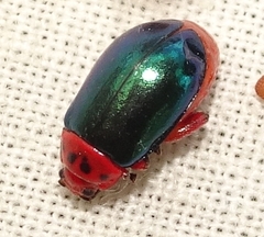 Kuschelina gibbitarsa