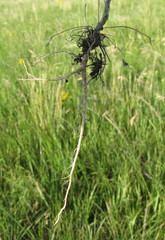 Linaria biebersteinii