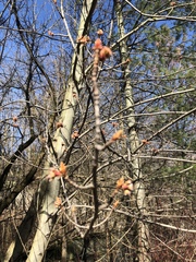 Acer saccharinum