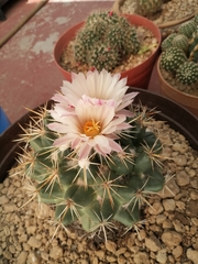 Coryphantha ottonis