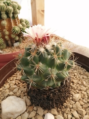 Coryphantha ottonis