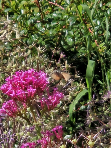 Eurasian Hummingbird Hawkmoth