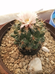Coryphantha ottonis