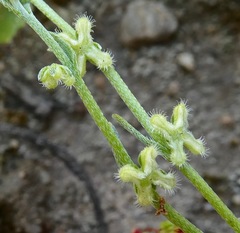 Pectocarya penicillata