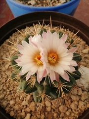 Coryphantha ottonis