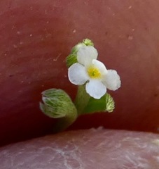 Pectocarya penicillata