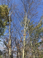 Acer saccharinum