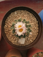 Coryphantha ottonis