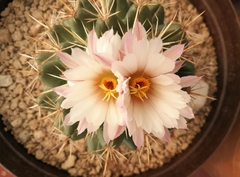Coryphantha ottonis