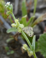 Pectocarya penicillata