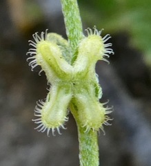 Pectocarya penicillata