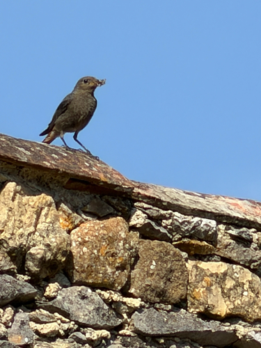 Black Redstart
