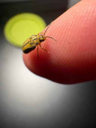 Elm Leaf Beetle
