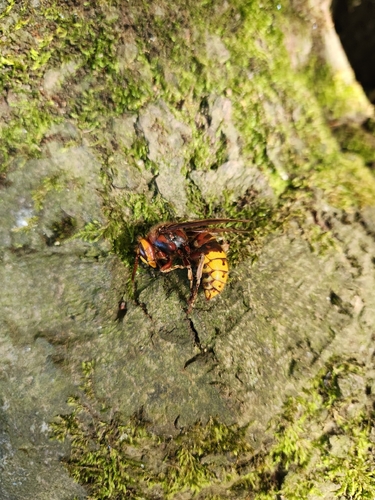 European Hornet
