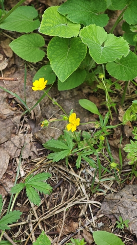 Potentilla thuringiaca, photograph 3