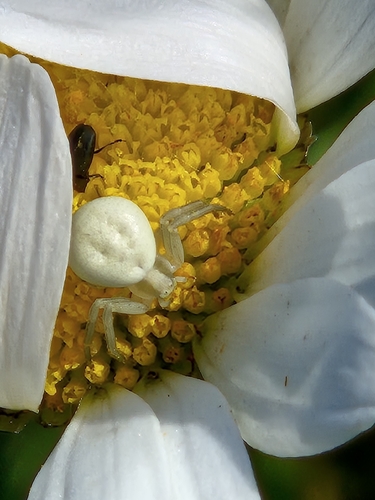 Goldenrod Crab Spider